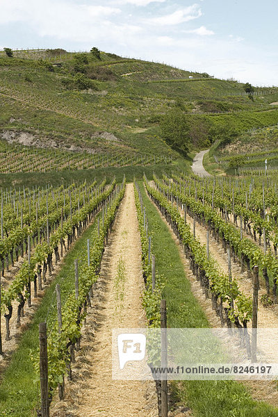 Deutschland Baden-Württemberg Weinberge bei Bischoffingen