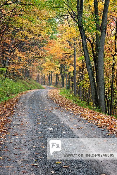 Road through autumn forest  West Virginia  USA
