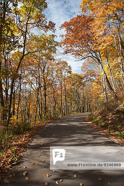 Road going through autumn forest