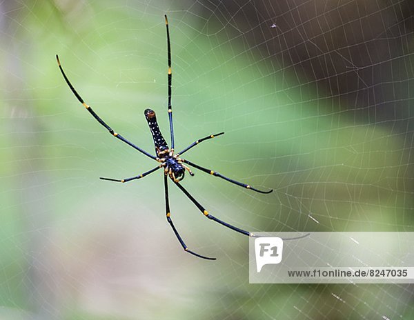 Nahaufnahme der Spider Web