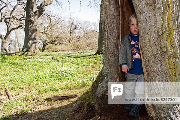 verstecken  Junge - Person  Baum  groß  großes  großer  große  großen  Baumstamm  Stamm