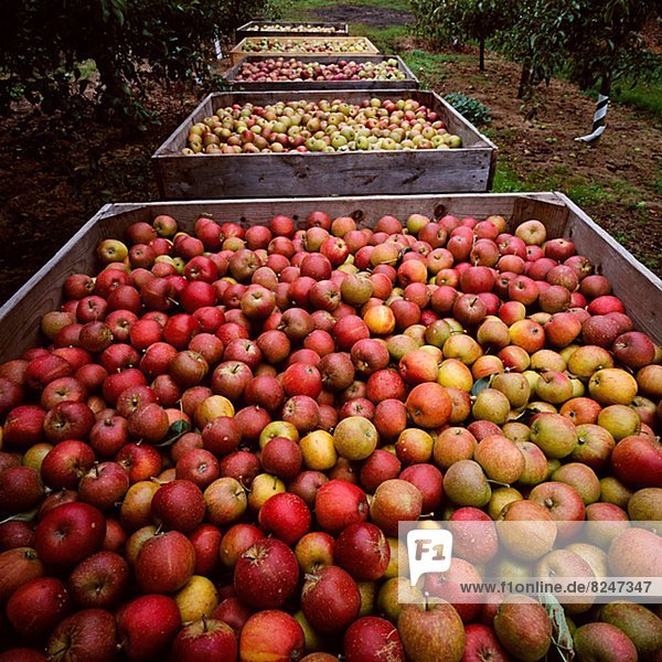 Behälter Obstgarten Apfel