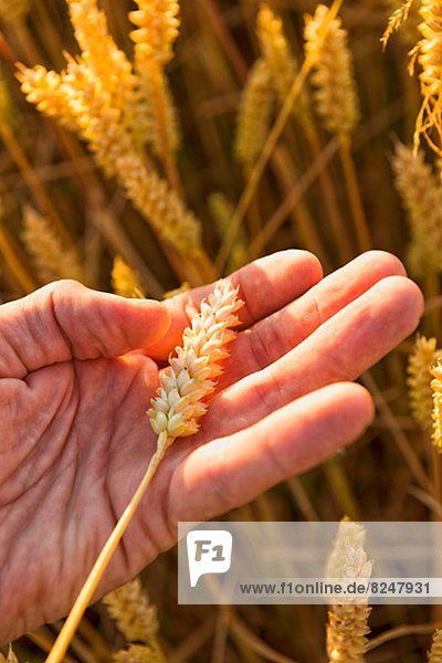 Hand holding ripe wheat  close-up
