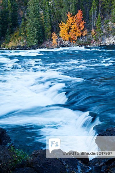 Baum  Hintergrund  Fluss  Herbst  Yellowstone Nationalpark