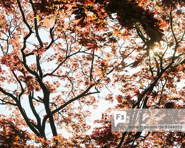 niedrig  Baum  Ansicht  Flachwinkelansicht  Winkel  japanisch  Ahorn