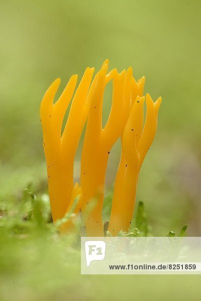Close-up eines Klebrigen Hörnlings (Calocera viscosa) in einem Wald