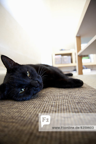 Schwarze Katze liegt zu Hause auf dem Teppich