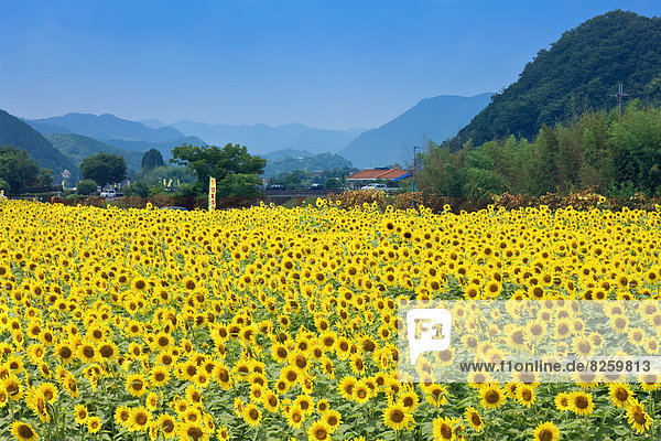 Sonnenblumenfeld  Hyogo  Japan