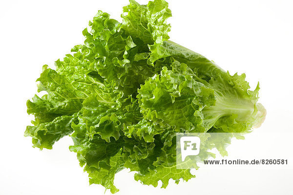 Sunny Leaf Lettuce