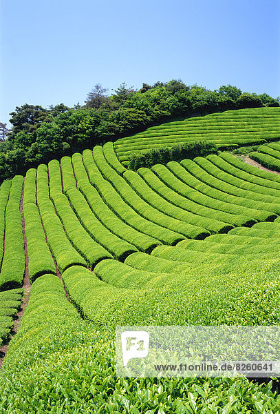 Tea Field  Kyoto  Japan