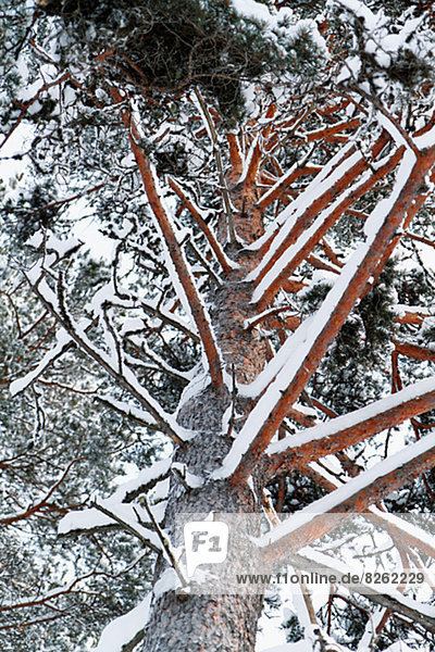 bedecken  Baum  Kiefer  Pinus sylvestris  Kiefern  Föhren  Pinie  Schnee