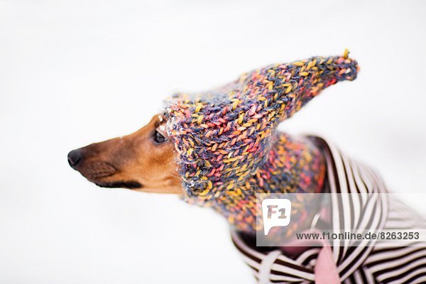 Greyhound wearing knitted hat  studio shot