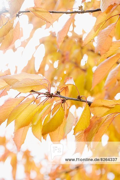 Baum  Kirsche  Herbst  Zweig