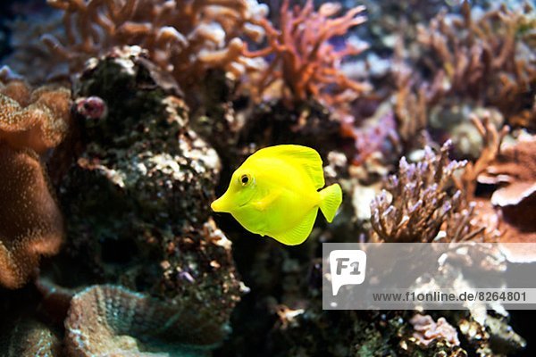 Tropisch  Tropen  subtropisch  Fisch  Pisces  Riff