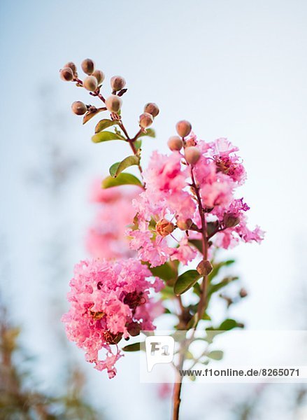 Pinkfarbene Blüten  close-up