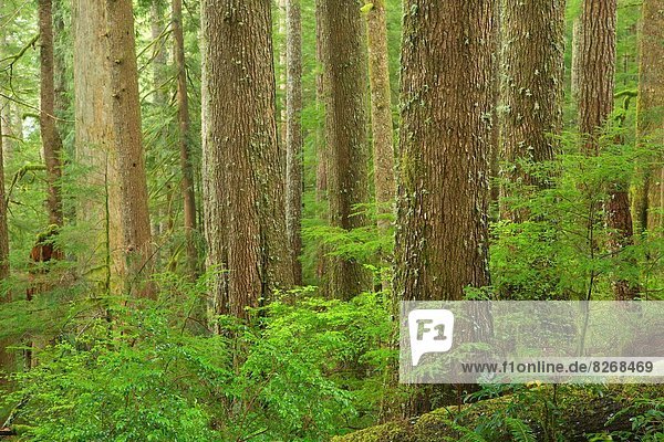 folgen  Wald  Bach  vorwärts  antik  Oregon