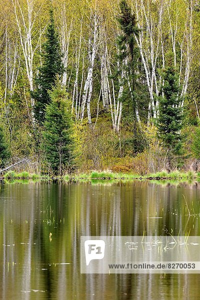 Spiegelung  Greater Sudbury  Biber  Kanada  Laub  Ontario  Teich