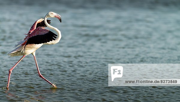 Kuba-Flamingo  Phoenicopterus ruber