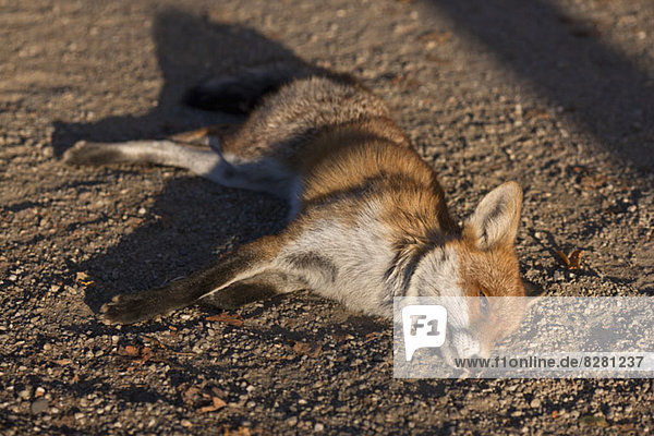Ein toter Fuchs auf dem Boden liegend
