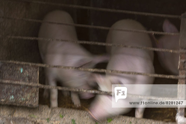 Zwei Schweine  die in einem Stall miteinander spielen.