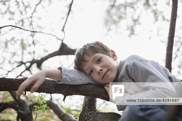 Ein ruhiger Junge entspannt sich auf einem Baumzweig  den er bestieg.