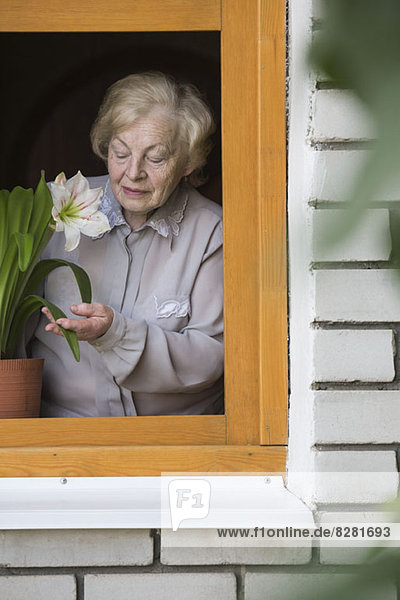 Eine ältere Frau  die sich um eine Lilienhauspflanze auf der Fensterbank kümmert.