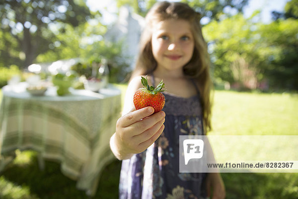 Kinder und Erwachsene zusammen. Ein junges Mädchen hält eine große frische  biologisch erzeugte Erdbeere in der Hand.