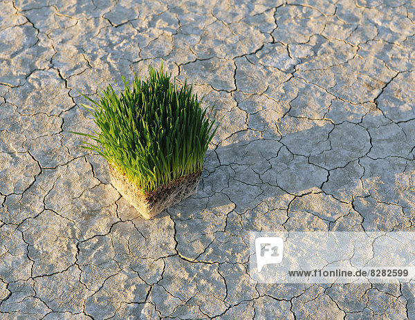 Schwarze Steinwüste in Nevada. Aride rissig-krustige Oberfläche der Salt Flat Playa. Weizengraspflanzen mit einem dichten Netz von Wurzeln in flachem Boden mit leuchtend frischen  grünen Blättern und Stengeln.