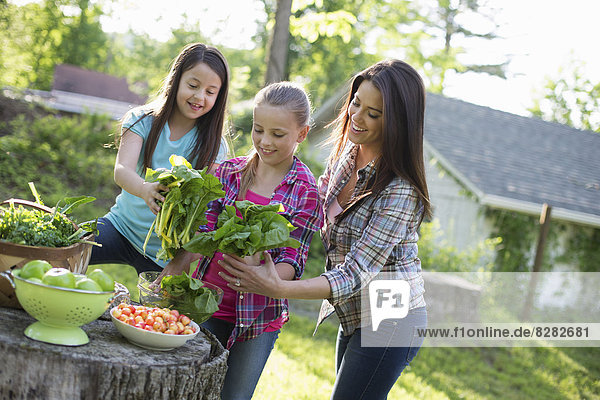 Biologische Landwirtschaft. Sommerfest. Zwei junge Mädchen und ein junger Erwachsener bereiten Salatblätter für ein Buffet vor.