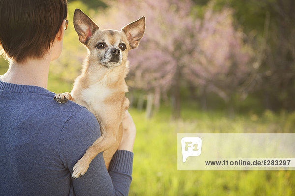 A Young Woman In A Grassy Field In Spring. Holding A Small Chihuahua Dog In Her Arms. A Pet.