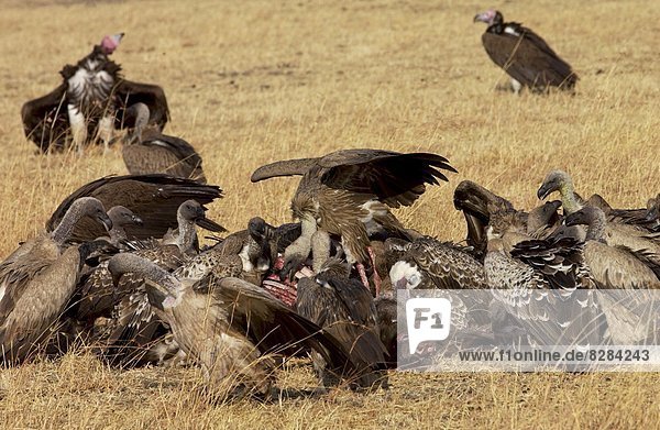 Lappet Faced Vultures feasting on an animal carcass  Grumet  Tanzania  East Africa