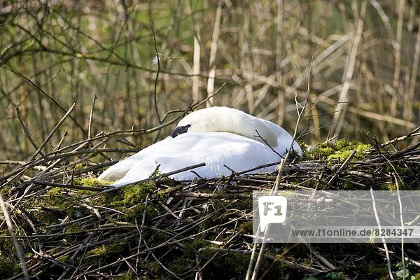 Female mute swan asleep on nest of moss and twigs  Donnington  Gloucestershire  The Cotswolds  England  United Kingdom