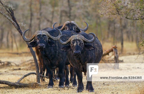 Ostafrika , 4 , Herde,  Herdentier , Bison , Tansania