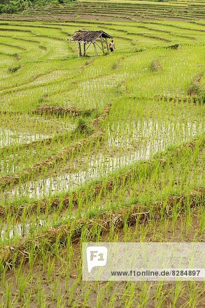 Hütte liegend liegen liegt liegendes liegender liegende daliegen klein Feld Reis Reiskorn Bauer seicht Veranda Südostasien Asien Indonesien Java verlassen