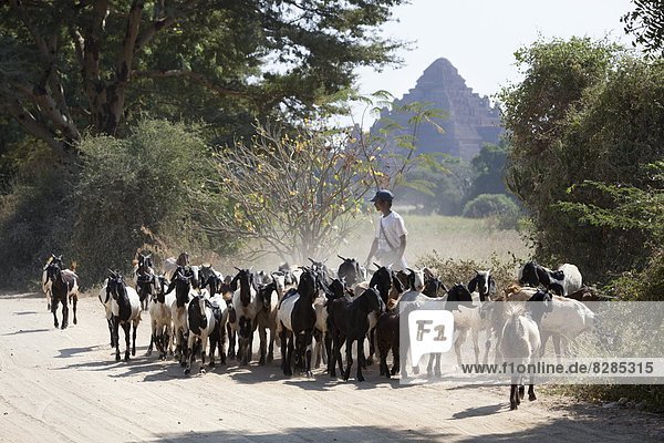 Flock of goats along dusty track  Bagan (Pagan)  Central Myanmar  Myanmar (Burma)  Asia