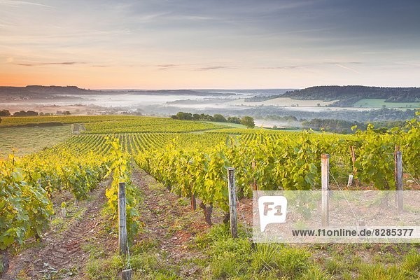 Vineyards near to Vezelay during a misty dawn  Burgundy  France  Europe