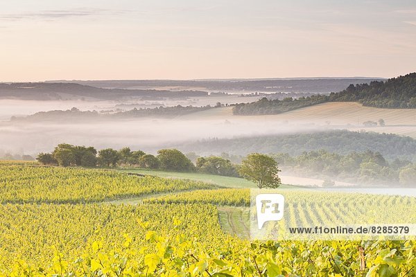 Vineyards near to Vezelay during a misty dawn  Burgundy  France  Europe