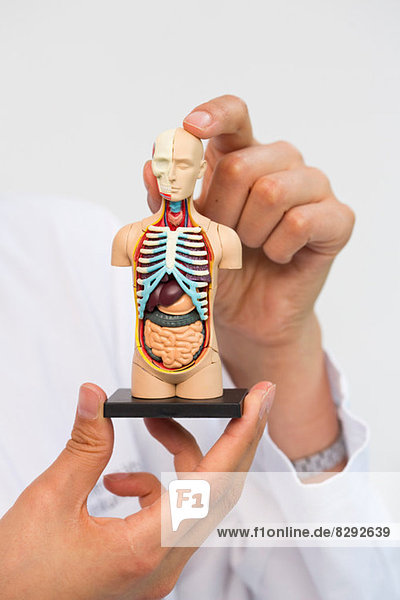 Wissenschaftlerin hält anatomisches Miniaturmodell hoch