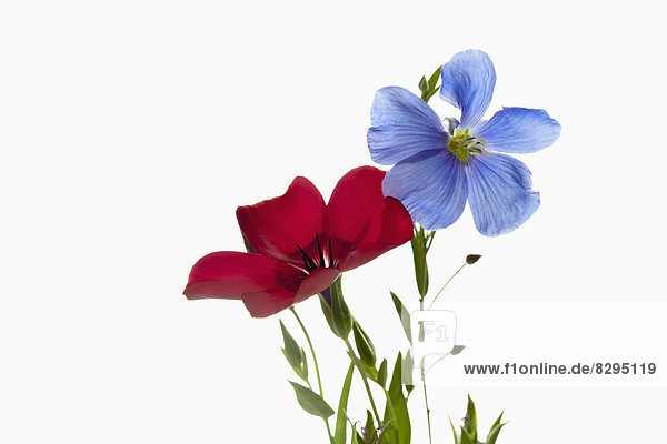 Roter Flachs (Linum grandiflorum) und blauer Flachs (Linum perenne)