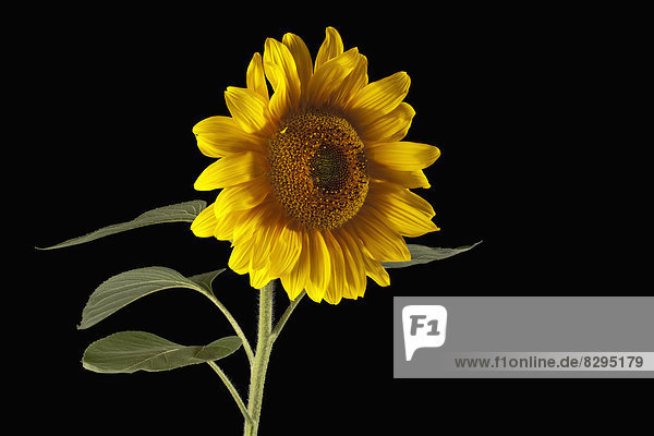 Gelbe Sonnenblume (Helianthus)