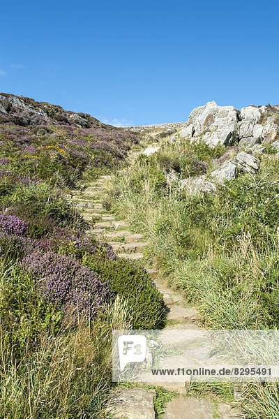 UK  Wales  Anglesey  Holy Island  Trail an der Steilküste von South Stack
