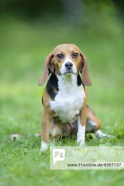 Beagle auf einer Wiese