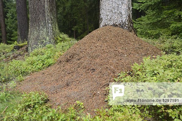 Ameisenhügel von Waldameisen (Formica) in einem Wald