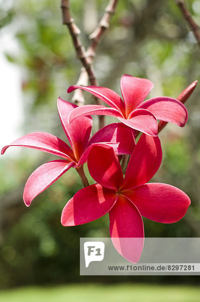 Singapore  Blossom of red frangipani (Plumeria rubra)
