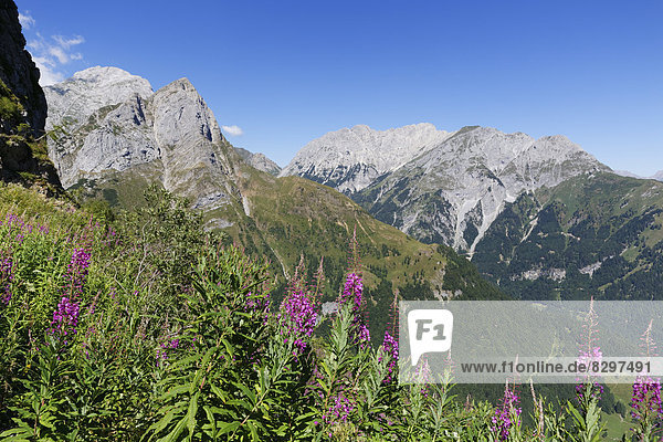 Österreich  Kärnten  Karnische Alpen  Berglandschaft mit Epilobium