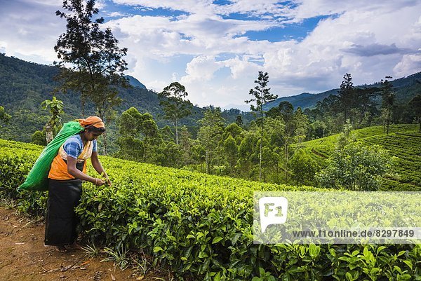 Tea picker in a tea plantation in the Hill Country  Sri Lanka's Central Highlands  Nuwara Eliya District of Sri Lanka  Asia