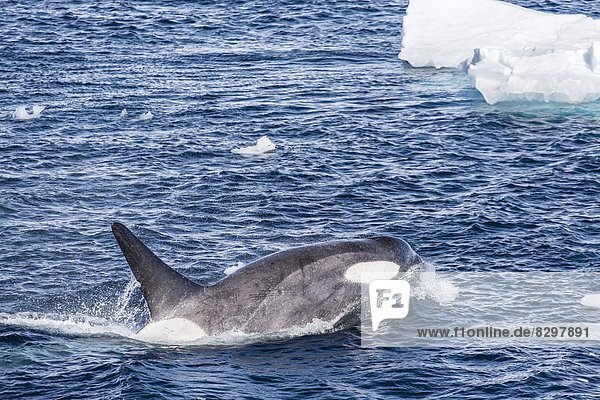 Schwertwal  Orcinus orca  klein  Wal  Antarktis