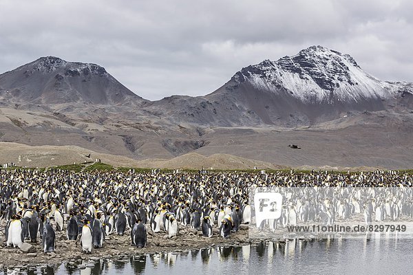 König - Monarchie  Bucht  Zucht  Pinguin  Südatlantik  Südgeorgien