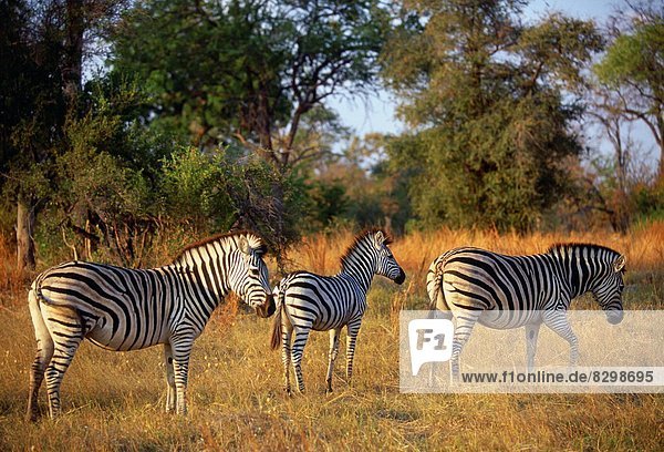 Nationalpark Herde Herdentier Botswana Zebra