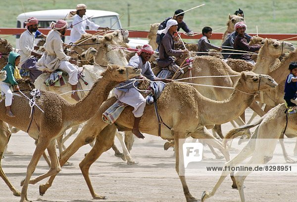 Camel Race  Abu Dhabi  Gulf States
